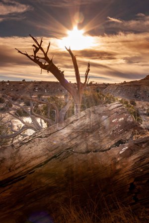 Foto de Puesta de sol en el desierto - Imagen libre de derechos