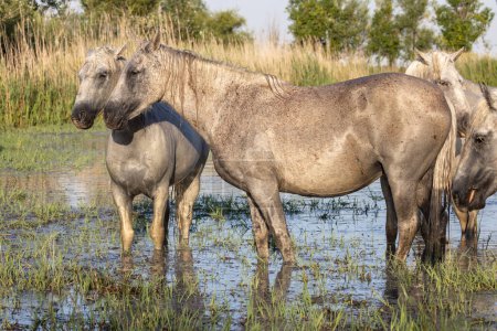 Photo for Saintes-Maries-de-la-Mer, Bouches-du-Rhone, Provence-Alpes-Cote d'Azur, France. Horses in the marshes of the Camargue. - Royalty Free Image