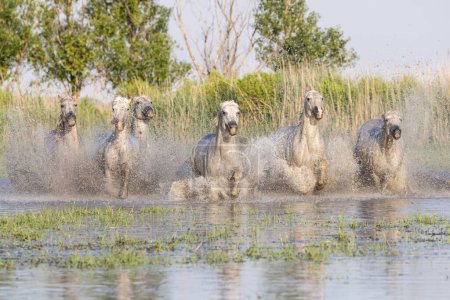 Photo for Saintes-Maries-de-la-Mer, Bouches-du-Rhone, Provence-Alpes-Cote d'Azur, France. Horses running through the marshes in the Camargue. - Royalty Free Image
