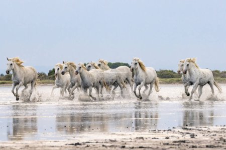 Photo for Saintes-Maries-de-la-Mer, Bouches-du-Rhone, Provence-Alpes-Cote d'Azur, France. Herd of horses running through the marshes of the Camargue. - Royalty Free Image