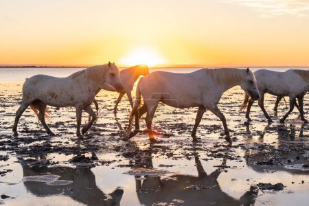 Photo for Saintes-Maries-de-la-Mer, Bouches-du-Rhone, Provence-Alpes-Cote d'Azur, France. Herd of Camargue horses in the marshes at dawn. - Royalty Free Image