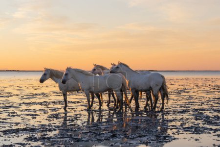 Photo for Saintes-Maries-de-la-Mer, Bouches-du-Rhone, Provence-Alpes-Cote d'Azur, France. Herd of Camargue horses in the marshes at dawn. - Royalty Free Image