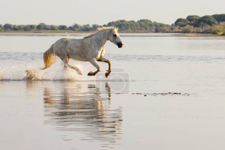 Photo for Saintes-Maries-de-la-Mer, Bouches-du-Rhone, Provence-Alpes-Cote d'Azur, France. Horse running through the marshes of the Camargue. - Royalty Free Image