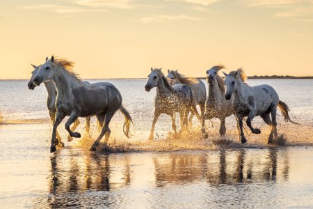 Photo for Saintes-Maries-de-la-Mer, Bouches-du-Rhone, Provence-Alpes-Cote d'Azur, France. Camargue horses running through water at sunrise. - Royalty Free Image