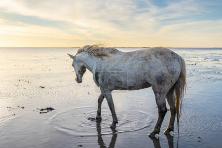 Photo for Saintes-Maries-de-la-Mer, Bouches-du-Rhone, Provence-Alpes-Cote d'Azur, France. Camargue horse in the water in morning light. - Royalty Free Image