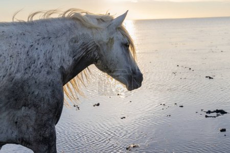 Photo for Saintes-Maries-de-la-Mer, Bouches-du-Rhone, Provence-Alpes-Cote d'Azur, France. Camargue horse in the water in morning light. - Royalty Free Image