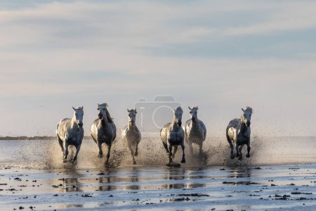 Photo for Saintes-Maries-de-la-Mer, Bouches-du-Rhone, Provence-Alpes-Cote d'Azur, France. Camargue horses running through water in morning light. - Royalty Free Image