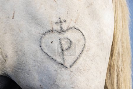 Photo for Saintes-Maries-de-la-Mer, Bouches-du-Rhone, Provence-Alpes-Cote d'Azur, France. July 4, 2022. Brand of a heart, cross, and P on a Camargue horse. - Royalty Free Image