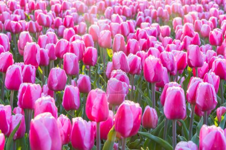 Photo for Europe, Netherlands, North Holland, Schagerbrug. Purple tulips in a Dutch field. - Royalty Free Image