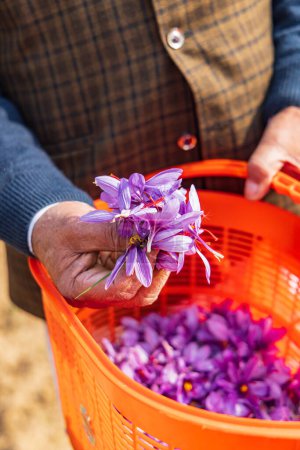Téléchargez les photos : Chanda Haro, Pampore, Jammu-et-Cachemire, Inde. Récolte de fleurs de crocus safran dans un champ au Jammu-et-Cachemire. - en image libre de droit