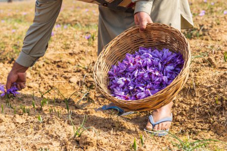 Téléchargez les photos : Chanda Haro, Pampore, Jammu-et-Cachemire, Inde. Récolte de fleurs de crocus safran dans un champ au Jammu-et-Cachemire. - en image libre de droit