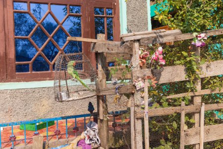 Téléchargez les photos : Hazratbal, Srinagar, Jammu-et-Cachemire, Inde. Perroquet vert dans une cage devant une maison à Srinagar. - en image libre de droit