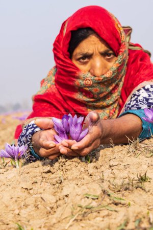 Téléchargez les photos : Chanda Haro, Pampore, Jammu-et-Cachemire, Inde. 29 octobre 2022. Femme tenant des fleurs de crocus safran dans un champ au Jammu-et-Cachemire. - en image libre de droit