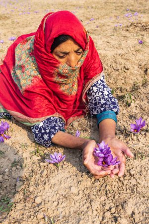 Téléchargez les photos : Chanda Haro, Pampore, Jammu-et-Cachemire, Inde. 29 octobre 2022. Femme tenant des fleurs de crocus safran dans un champ au Jammu-et-Cachemire. - en image libre de droit