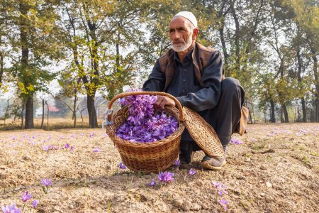 Téléchargez les photos : Chanda Haro, Pampore, Jammu-et-Cachemire, Inde. 29 octobre 2022. Homme avec un panier de fleurs de crocus safran dans un champ au Jammu-et-Cachemire. - en image libre de droit