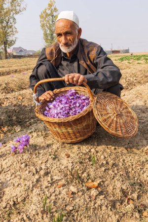 Téléchargez les photos : Chanda Haro, Pampore, Jammu-et-Cachemire, Inde. 29 octobre 2022. Homme avec un panier de fleurs de crocus safran dans un champ au Jammu-et-Cachemire. - en image libre de droit