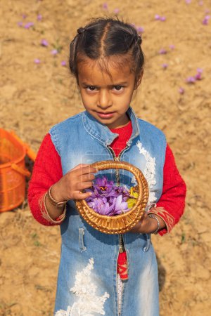 Téléchargez les photos : Chanda Haro, Pampore, Jammu-et-Cachemire, Inde. 29 octobre 2022. Récolte de fleurs de crocus safran dans un champ au Jammu-et-Cachemire. - en image libre de droit
