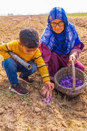 Téléchargez les photos : Chanda Haro, Pampore, Jammu-et-Cachemire, Inde. 29 octobre 2022. Récolte de fleurs de crocus safran dans un champ au Jammu-et-Cachemire. - en image libre de droit