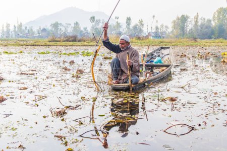 Téléchargez les photos : Lac Dal, Srinagar, Jammu-et-Cachemire, Inde. 1er novembre 2022. Récolte de racines de lotus dans le lac Dal. - en image libre de droit
