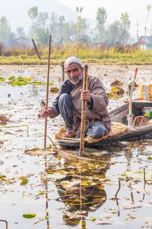 Téléchargez les photos : Lac Dal, Srinagar, Jammu-et-Cachemire, Inde. 1er novembre 2022. Récolte de racines de lotus dans le lac Dal. - en image libre de droit
