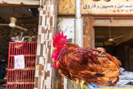 Photo for Cairo, Egypt, Africa. A live chicken for sale at an outdoor market. - Royalty Free Image