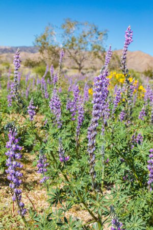 Téléchargez les photos : Joshua Tree National Park, Californie, États-Unis. Floraison de lupins de l'Arizona dans le parc national Joshua Tree. - en image libre de droit