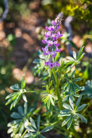 Téléchargez les photos : Joshua Tree National Park, Californie, États-Unis. Floraison de lupins de l'Arizona dans le parc national Joshua Tree. - en image libre de droit