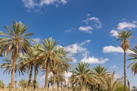 Photo for Middle East, Saudi Arabia, Tabuk Province, Tayma. Date palms against a blue sky at a desert oasis. - Royalty Free Image