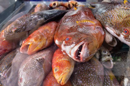 Photo for Middle East, Saudi Arabia, Tabuk, Duba. Fresh fish at a market in the port city of Duba. - Royalty Free Image