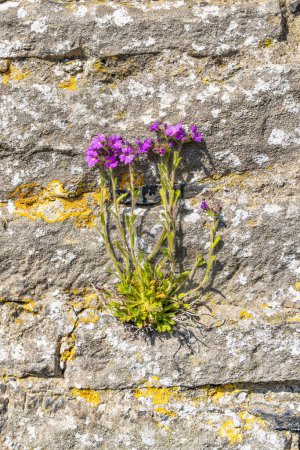 Middleham, Wensleydale, North Yorkshire, England, Großbritannien. Lila Wildblumen wachsen auf den Ruinen von Middleham Castle.