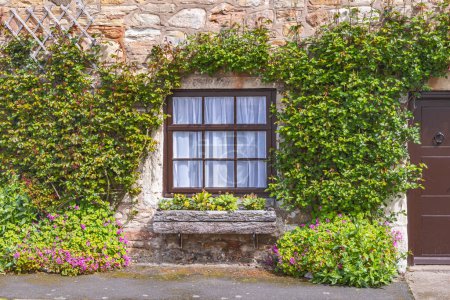 Lindisfarne, Holy Island, Berwick-upon-Tweed, Northumberland, England, Great Briton, United Kingdom. Ivy surrounding a window of a home on Holy Island.