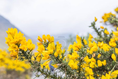Wasdale Head, Seascale, Lake District National Park, Cumbria, Inglaterra, Gran Bretaña, Reino Unido. Escoba escocesa floreciendo en el Parque Nacional Distrito de los Lagos.