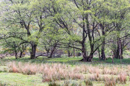 Wasdale Head, Seascale, Lake District National Park, Cumbria, Inglaterra, Gran Bretaña, Reino Unido. Árboles en un campo en el Parque Nacional Distrito de los Lagos.