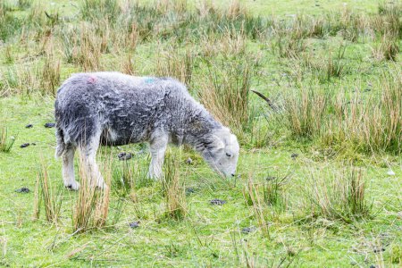Wasdale Head, Seascale, Lake District National Park, Cumbria, Inglaterra, Gran Bretaña, Reino Unido. Una oveja pastando en el Parque Nacional Lake District.