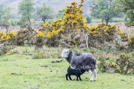Wasdale Head, Seascale, Lake District National Park, Cumbria, England, Great Briton, United Kingdom. A lamb nursing in Lake District National Park.