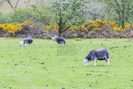 Wasdale Head, Seascale, Lake District National Park, Cumbria, Angleterre, Grande-Bretagne, Royaume-Uni. Pâturage des moutons dans le parc national de Lake District.