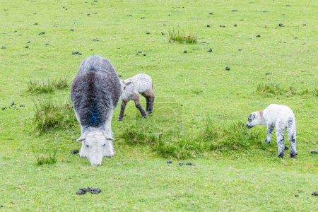 Wasdale Head, Seascale, Lake District National Park, Cumbria, Inglaterra, Gran Bretaña, Reino Unido. Pastoreo de ovejas en el Parque Nacional del Distrito de los Lagos.