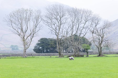 Wasdale Head, Seascale, Lake District National Park, Cumbria, Angleterre, Grande-Bretagne, Royaume-Uni. Pâturage des moutons dans le parc national de Lake District.