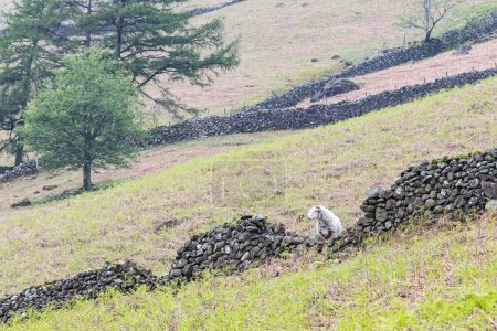 Wasdale Head, Seascale, Lake District National Park, Cumbria, Angleterre, Grande-Bretagne, Royaume-Uni. Un mouton et des murs de pierre dans le parc national Lake District.