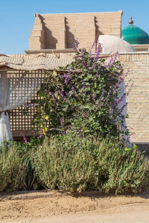 Khiva, Región de Xorazm, Uzbekistán, Asia Central. Arbusto floreciente púrpura a lo largo de una calle en Khiva.