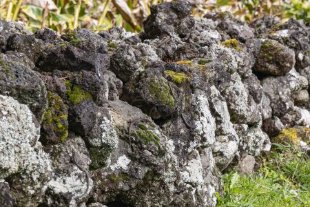 Biscoitos, Terceira, Açores, Portugal. Lézards se prélassant sur un mur de pierre.