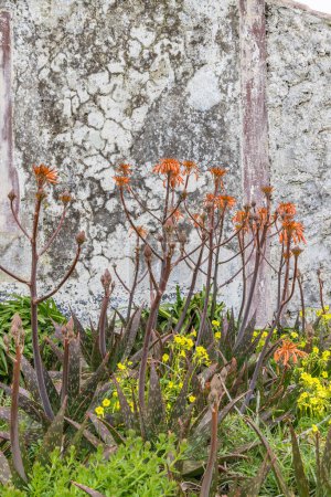 Praia da Vitoria, Terceira, Açores, Portugal. Fleurs sauvages devant une vieille maison en stuc abandonnée sur l'île de Terceira, Açores.