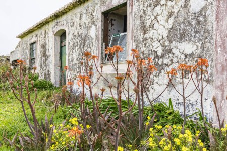 Praia da Vitoria, Terceira, Azoren, Portugal. Wildblumen vor einem alten verlassenen Stuckhaus auf der Insel Terceira, Azoren.