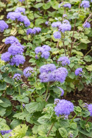 Foto de Angra do Heroismo, Terceira, Azores, Portugal. Flores púrpuras en el jardín del Duque de Terceira. - Imagen libre de derechos
