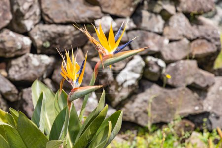 Foto de Aldeia da Cuada, Flores, Azores, Portugal. Pájaro del Paraíso flores en Isla Flores. - Imagen libre de derechos
