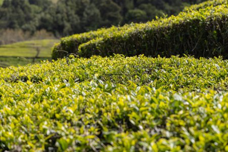 Maia, Sao Miguel, Azores, Portugal. Tea plants growing on Sao Miguel Island.