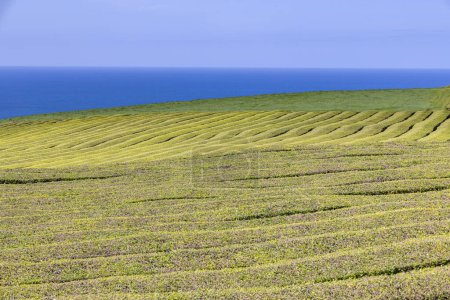 Maia, Sao Miguel, Azoren, Portugal. Teepflanzen wachsen auf der Insel Sao Miguel.