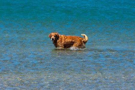 Foto de View of a dog walking on the sea - Imagen libre de derechos