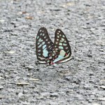 Mesmerizing close-up: Common Jay butterflies (Graphium doson) mating gracefully on asphalt road surface.