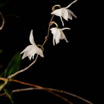 Gorgeous white Pigeon Orchid (Dendrobium crumenatum) with yellow core, strikingly photographed against a black backdrop.